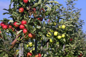 Nederland, Cothen, 09 september 2016
Nieuwe oogst Elstar en Golden delicious appels. Ze hangen rijp aan de bomen en moeten snel geplukt worden.
Foto: Stijn Rademaker/HH