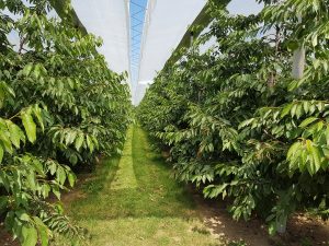FruitSecurity photo (2)