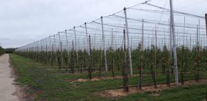 FruitSecurity photo (3)