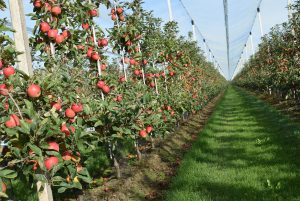 FruitSecurity photo (4)