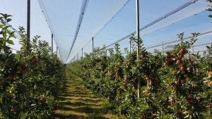 FruitSecurity photo (6)