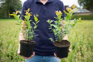 Fairplant photo (8)