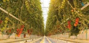 Tomatoes project