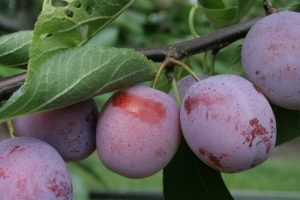 pruimenboom-1