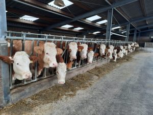 foerster_livestock_1