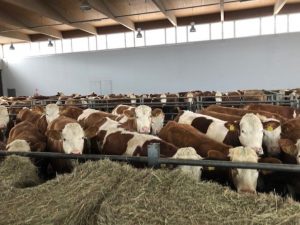 foerster_livestock_2
