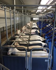 foerster_livestock_3