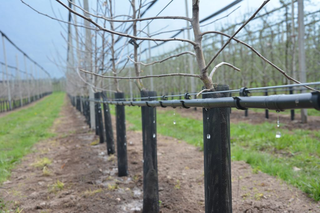 drip irrigation on new apple trees