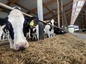 Holstein Heifers (1)