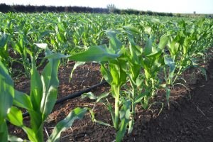 Corn field in Israel 03