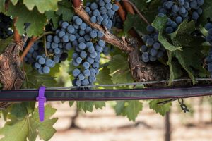 Image Wine grapes Yiftach, Israel(1)