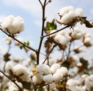 Turkey Cotton Photoshooting 04